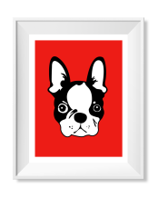 Boston Terrier